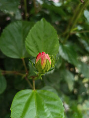 Attractive Hybiscus bud on close up