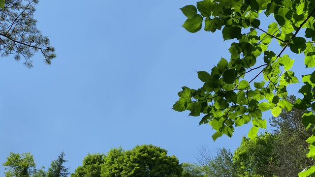 Ein schöner Sommertag, mit strahlend blauem, wolkenlosen Himmel und ein saftig, grünes Blätterdach.
