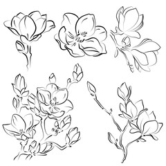 Elegant outline sketching of magnolia flowers, vector illustration © NATALIIA TOSUN