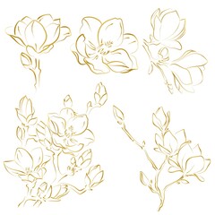 Elegant outline sketching of magnolia flowers, vector illustration