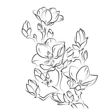 Elegant outline sketching of magnolia flowers, vector illustration