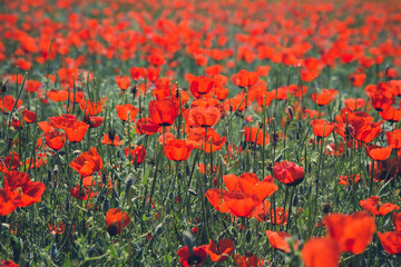 Poppies field. A beautiful field of blooming poppies. Nature