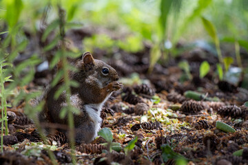 squirrel eating nut