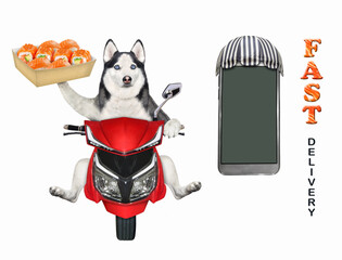 A dog husky courier delivers a box of sushi on a red moped. Fast delivery. White background. Isolated.