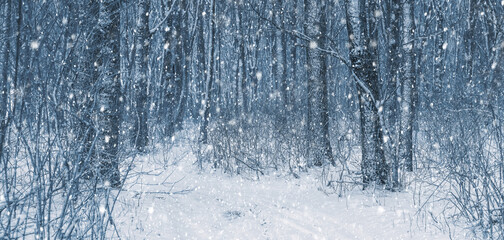 Plakat Snowfall in the winter forest. Landscape with a road in the winter forest during a snowfall