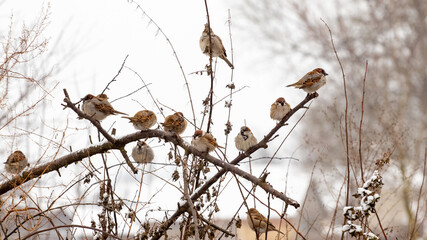 A flock of sparrows sits on dry branches of a tree in winter in severe frost. Birds in winter
