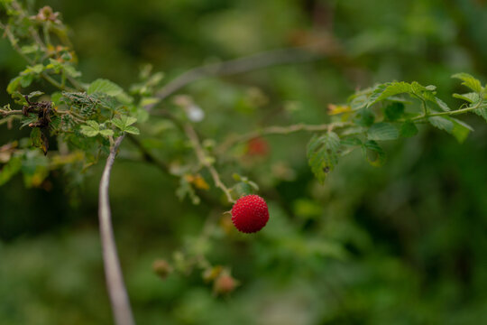 wild berry