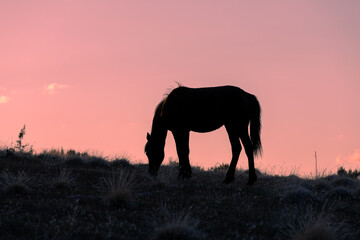 Wild Horse Silhouetted in a Utah Desert Sunset