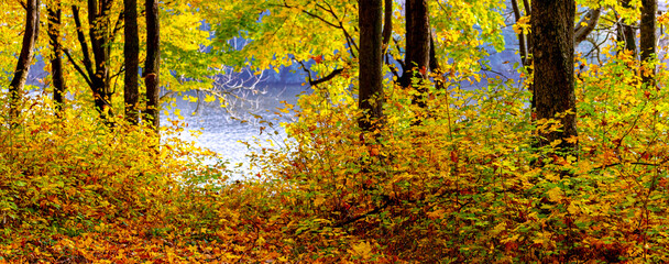 Autumn landscape with colorful trees by the river in bright sunlight