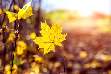 Yellow maple leaf on a branch in the woods on a meadow in sunny weather