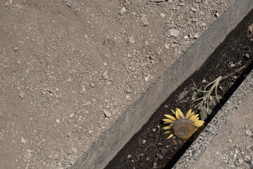 枯れたひまわり