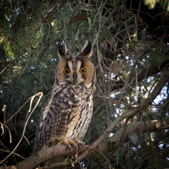 Robe owl (Asio otus) among spruce branches. - obrazy, fototapety, plakaty