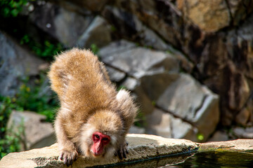 Naklejka premium 地獄谷野猿公苑のサル