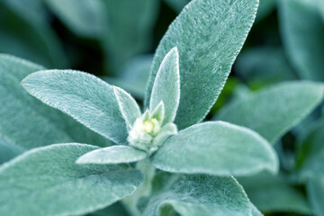 A plant with fluffy silvery leaves. Stachys byzantina