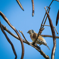 Common mackerel (Linaria cannabina) hidden among the branches.