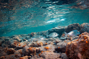 Fototapeta na wymiar Underwater photograph of school of fish in Greek beach.
