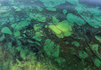 Fototapeta na wymiar Fantastic background of river duckweed and seaweed