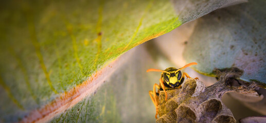 bee on a flower close up macro shot