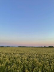 field of wheat