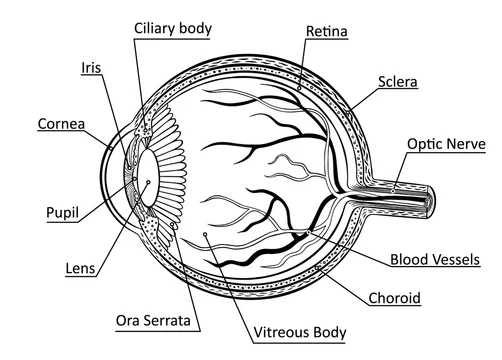 Ora Serrata