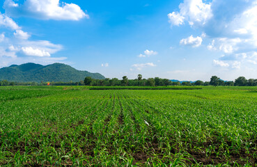 Fototapeta na wymiar landscape of growing young green corn filed farm with clear cloudy blue sky, nature plantation 