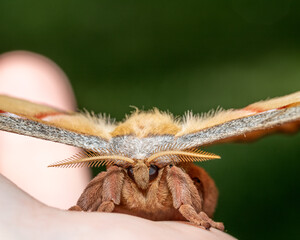 Antheraea Polyphemus moth or Giant Silk moth
