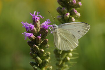 butterfly on a flower