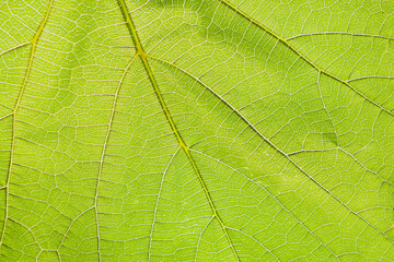 Naklejka na ściany i meble defocusing the blurred background texture of a green grape leaf in close-up. Abstract natural light natural background, macro photography