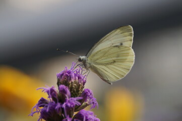 butterfly on a flower