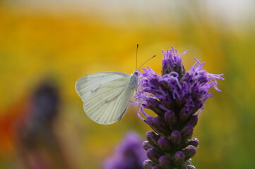 butterfly on a flower