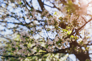 Dense white inflorescences on cherry branches in early spring - flowering time