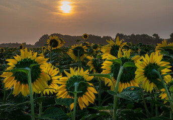 653-02 Sunflower Morning Haze