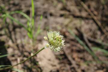 Wild sarsaparilla bloom in bright sun at St Paul Woods in Morton Grove, Illinois