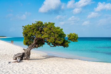 A Fofoti tree overlooking the Caribbean in Aruba - obrazy, fototapety, plakaty