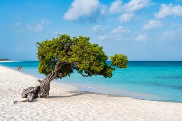 Fotobehang A Fofoti tree overlooking the Caribbean in Aruba © David