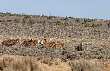 Herd of Wild Horses in the Utah Desert