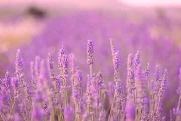 Lavender flowers in a lavender field. (Isparta Kuyucak lavanta köyü). Kuyucak Isparta lavender village. Turkey.	