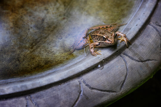 Small frog in a backyard birdbath