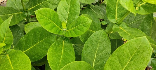 close up of a leaf of a plant