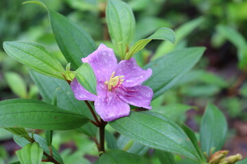 close up of pink flower