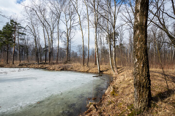 Forest landscape with bare trees and a frozen lake. Early spring.