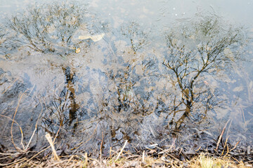 Reflections of bare trees in a lake with clear water. Early spring.
