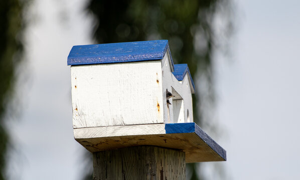 Blue Bird House With Baby Bird