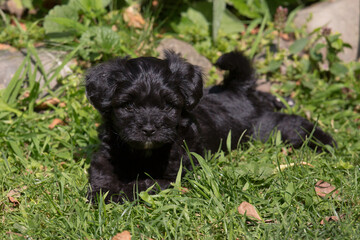 6 weeks old Bolonka Zwetna Puppy