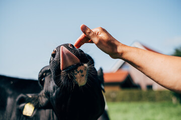 Cow licking woman's hand