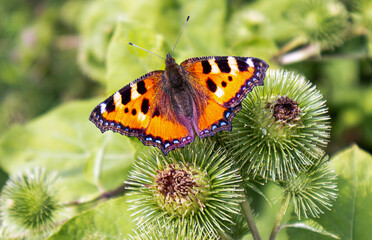 Butterfly Urticaria