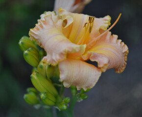 Fototapeta na wymiar Lily flower. Close-up.