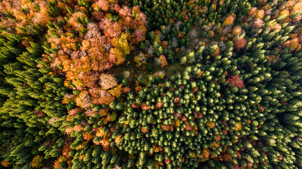 amazing aerial view of colorful autumn trees (forest) in mountaines. drone shot.