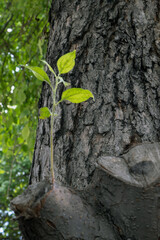 Small new sprout on a sawn tree branch