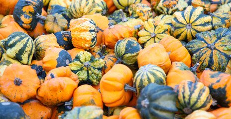 Colorful pumpkins